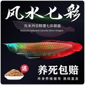 金龍魚魚苗批發(fā)價格表最新（2018金龍魚魚苗批發(fā)價格概覽） 龍魚百科 第5張