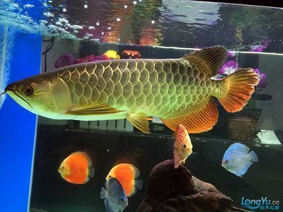 龍魚口感怎樣（如何挑選新鮮的龍魚） 龍魚百科 第4張