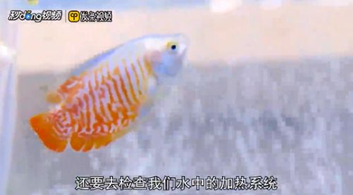 龍魚缸溫度太低導(dǎo)致魚翻肚子了（龍魚水溫過低而出現(xiàn)翻肚子的情況時(shí)，首先需要做的是迅速提高水溫） 龍魚百科 第4張