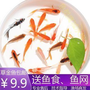 龍魚可以吃活小魚嗎（龍魚吃活小魚是否健康龍魚活餌選擇技巧）