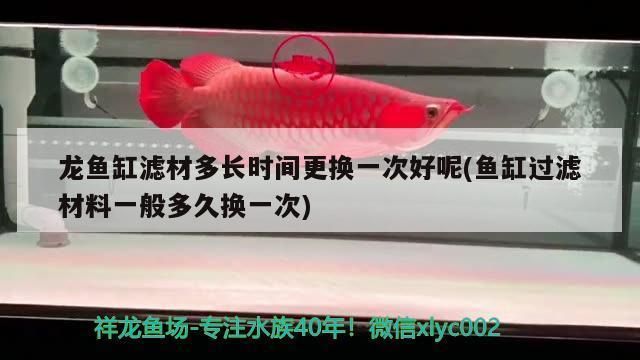 龍魚過濾材料 多久（龍魚過濾材料更換頻率） 龍魚百科 第5張