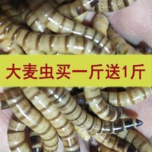 巴西亞魚攻擊龍魚的常見原因（如何預(yù)防巴西亞魚攻擊龍魚的情況發(fā)生？） 水族問答