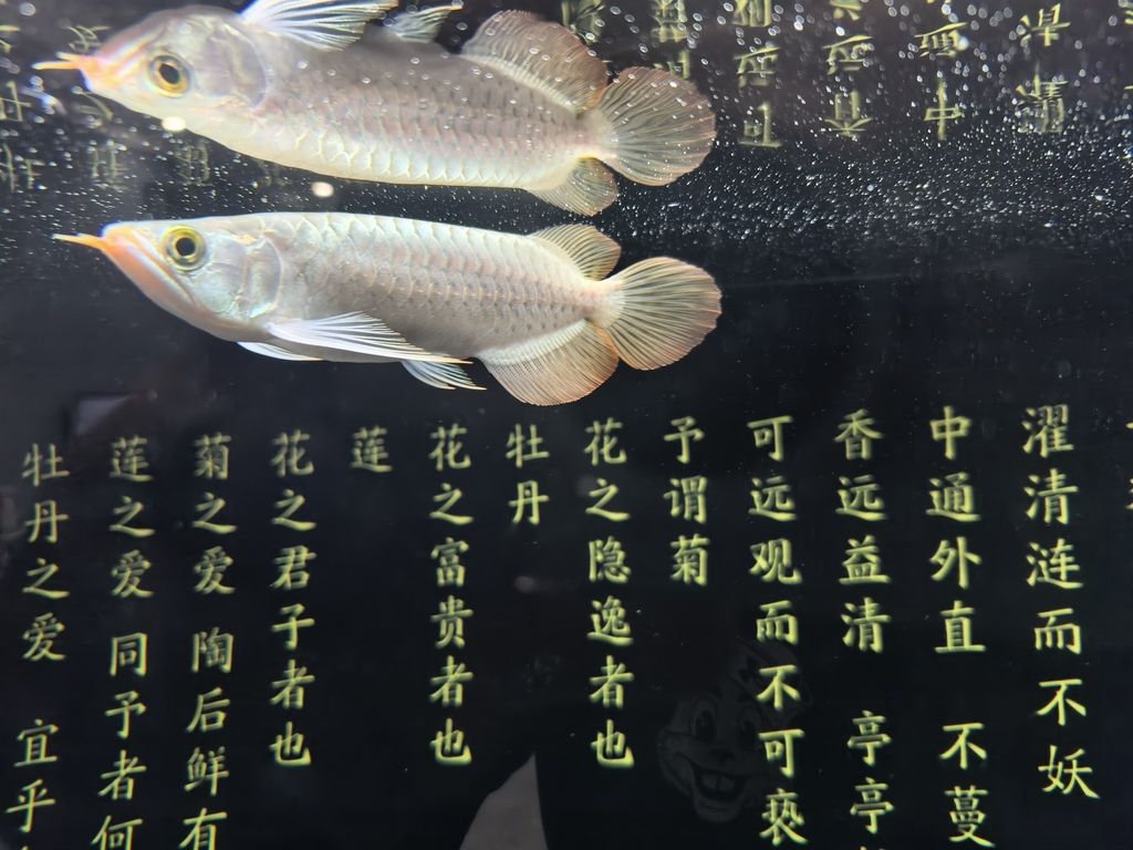 新龍到家第三天（祥瑞九天評論：2824年12月8日到家，小魚狀態(tài)可以） 觀賞魚論壇 第3張