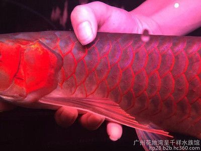 龍魚購買渠道有哪些（購買龍魚的渠道） 龍魚百科 第4張