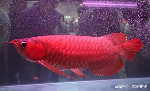 龍魚高背和過背的區(qū)別（過背金龍魚與高背金龍魚的區(qū)別） 龍魚百科 第3張