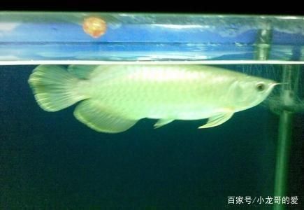 龍魚高背和過背的區(qū)別（過背金龍魚與高背金龍魚的區(qū)別） 龍魚百科 第4張