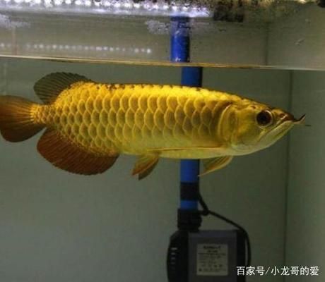 龍魚高背和過背的區(qū)別（過背金龍魚與高背金龍魚的區(qū)別） 龍魚百科 第5張