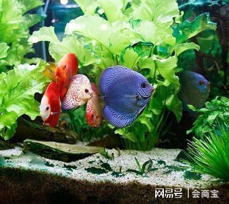 巴卡雷龍魚養(yǎng)殖技術（關于巴卡雷龍魚的問題） 水族問答