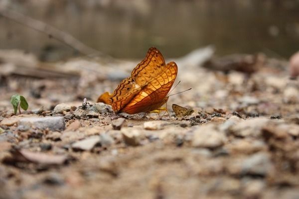 龍魚發(fā)色燈要什么放置才好（龍魚發(fā)色燈放置的詳細(xì)信息）