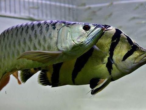 龍魚和什么魚混養(yǎng)最好風(fēng)水好看（選擇與龍魚混養(yǎng)的重要原則需要考慮與龍魚混養(yǎng)的原則） 龍魚百科 第2張