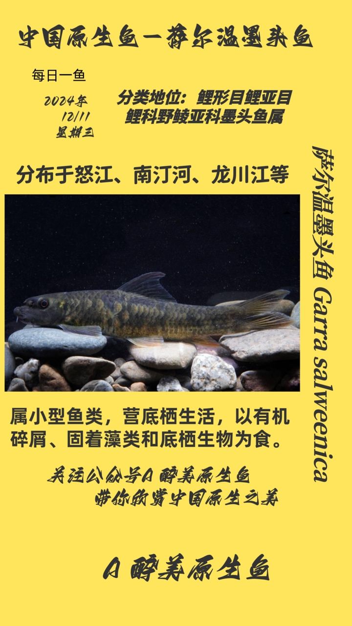 薩爾溫墨頭魚（怒江） 觀賞魚論壇