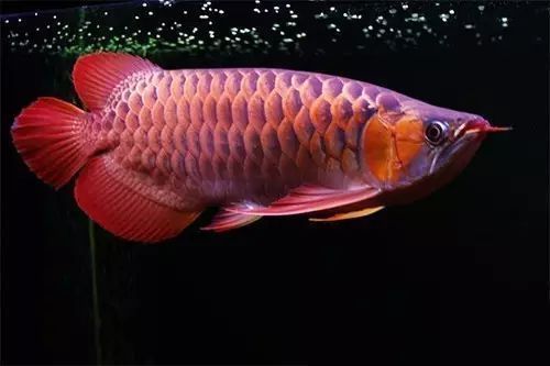 龍魚可以用藥水上色嗎（如何通過環(huán)境調(diào)節(jié)龍魚色彩） 龍魚百科 第5張