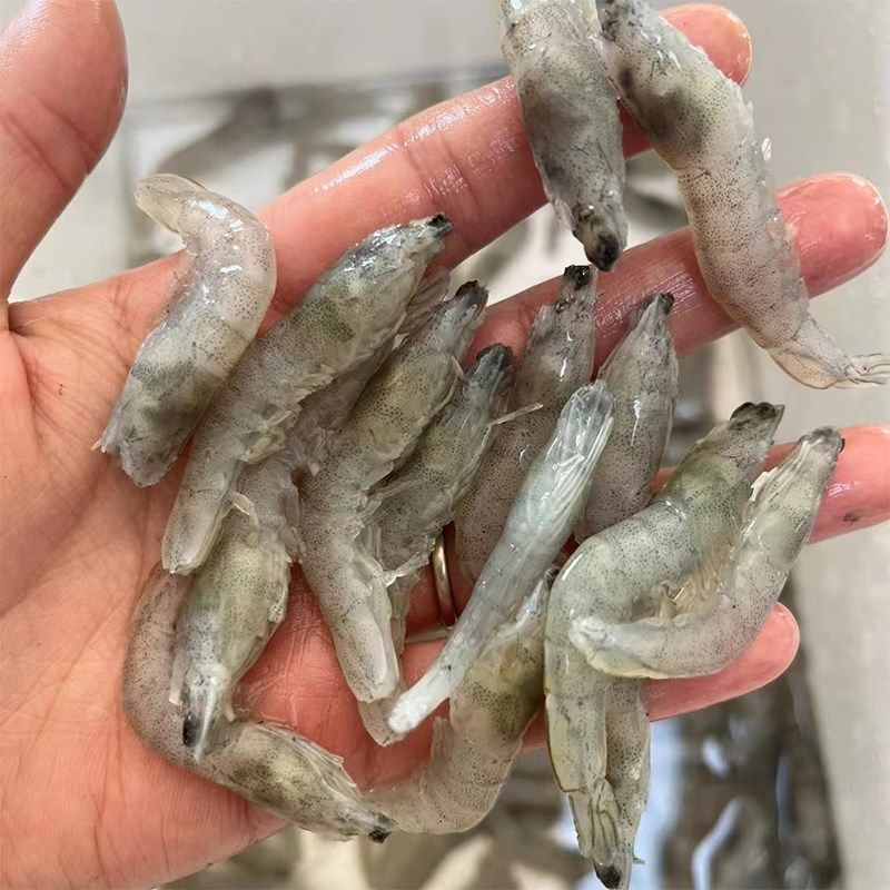 龍魚(yú)可以喂鮮蝦嗎（龍魚(yú)可以喂鮮蝦嗎龍魚(yú)喂食注意事項(xiàng)） 龍魚(yú)百科 第5張