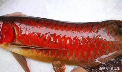 如何選購(gòu)紅龍魚(yú)品種呢（如何挑選紅龍魚(yú)） 龍魚(yú)百科 第5張