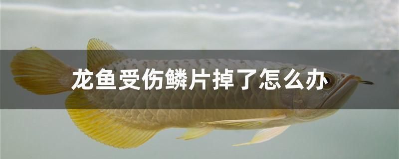 龍魚(yú)鱗片受傷必須要拔掉嗎（龍魚(yú)的鱗片受傷后，需要拔掉嗎？） 龍魚(yú)百科 第4張