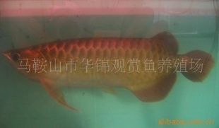 龍魚講解（龍魚品種鑒賞指南） 龍魚百科 第4張