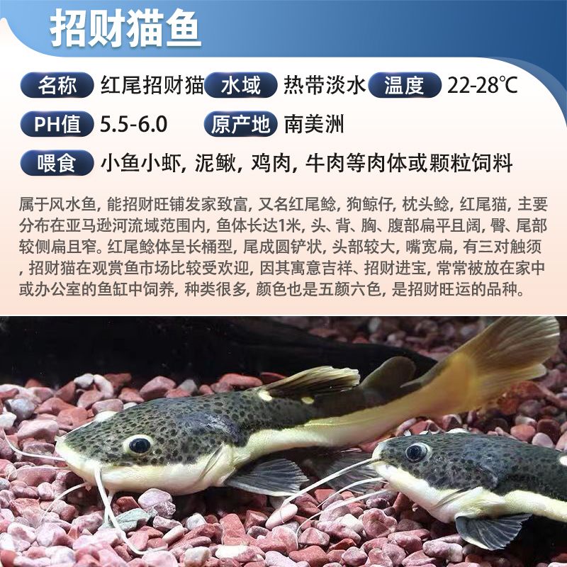 龍魚講解（龍魚品種鑒賞指南）