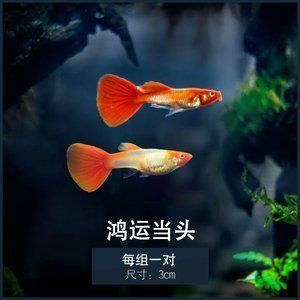 紅龍魚吃小紅魚好嗎怎么喂（紅龍魚可以吃小紅魚嗎）