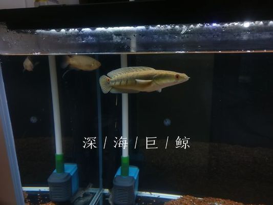 黑魔神雷龍魚有幾個(gè)品種（黑魔神雷龍魚的主要品種及其特點(diǎn)黑魔神雷龍魚的飼養(yǎng)技巧） 龍魚百科 第2張