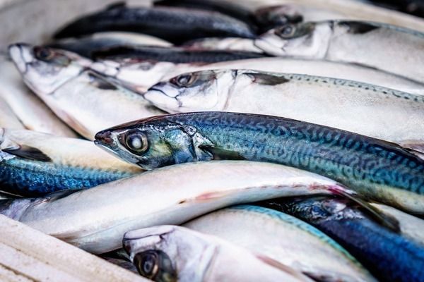 鞍山龍魚魚廠地址在哪（如何聯(lián)系鞍山龍魚魚廠） 龍魚百科 第2張