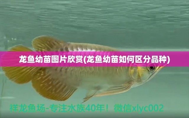 九臺區(qū)卡倫三盛村福利觀賞魚養(yǎng)殖場（九臺區(qū)卡倫三盛村福利觀賞魚養(yǎng)殖場詳細介紹）