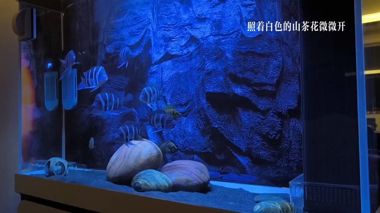 小薩幼兒園試運(yùn)行（養(yǎng)魚(yú)人不是在買魚(yú)的路上）