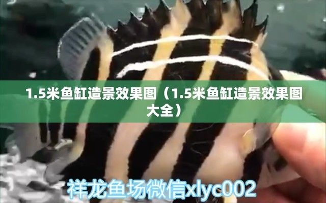 澳洲星點龍魚的繁殖方法（關于澳洲星點龍魚的問題） 水族問答