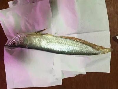 龍魚(yú)集體死亡 龍魚(yú)百科 第2張