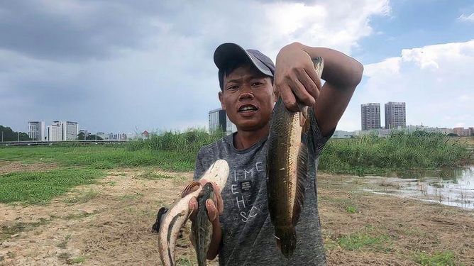 雷龍魚為什么會憑空消失（雷龍魚是否會憑空消失，它們可能會藏身于水族箱或自然環(huán)境中的隱蔽處） 龍魚百科 第5張