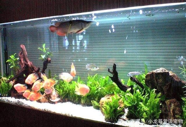 龍魚缸買什么牌子的好用（德克龍魚缸價格對比博宇水族器材技術特點） 龍魚百科 第3張