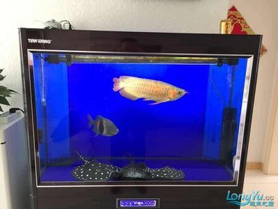 龍魚缸買什么牌子的好用（德克龍魚缸價格對比博宇水族器材技術特點） 龍魚百科 第1張