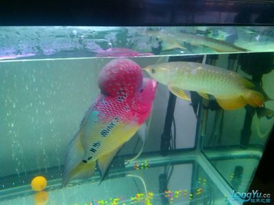 龍魚缸買什么牌子的好用（德克龍魚缸價格對比博宇水族器材技術特點） 龍魚百科 第2張