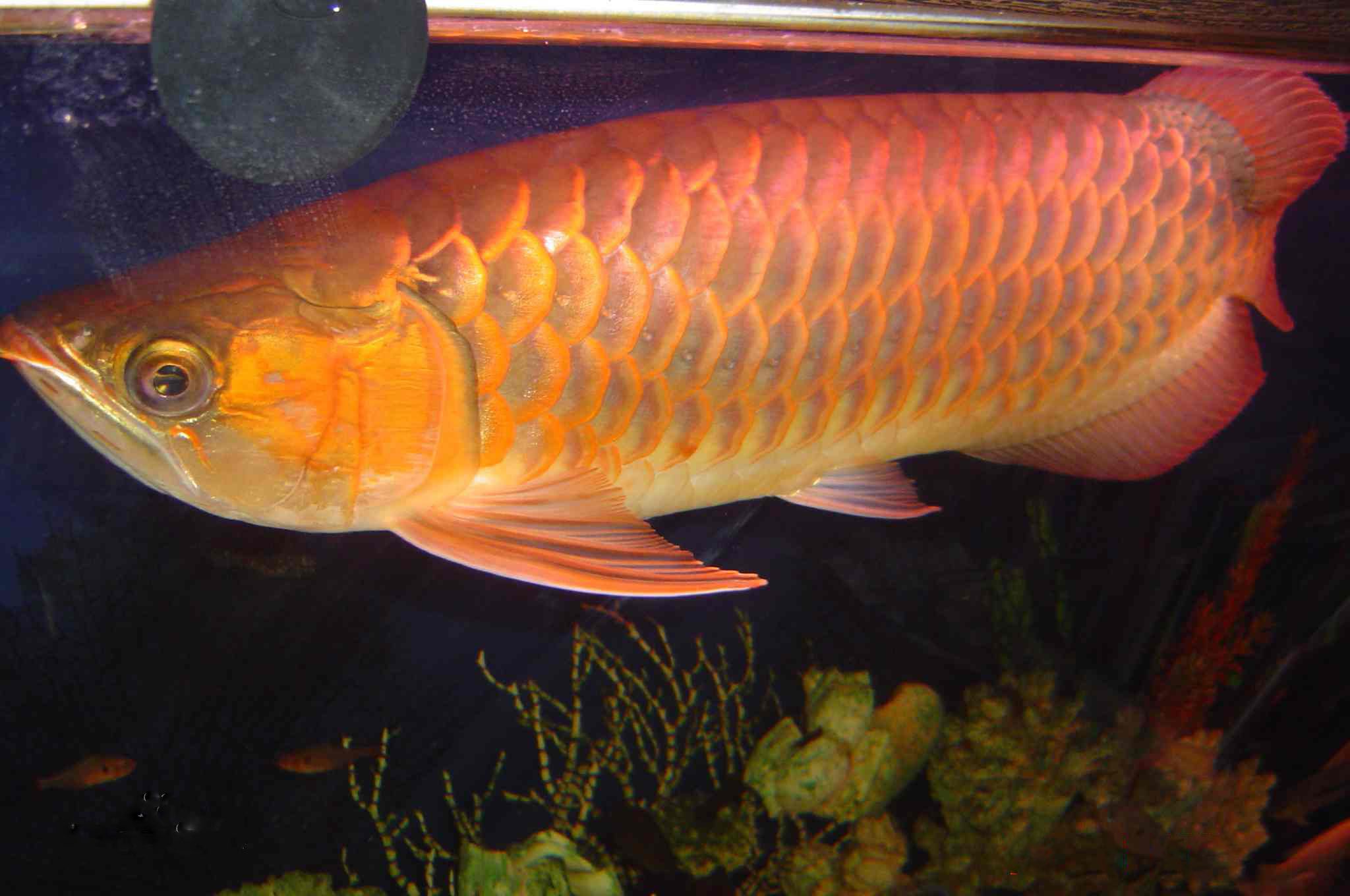 金龍魚多少錢一條（金龍魚股價未來走勢預(yù)測金龍魚主要競爭對手）