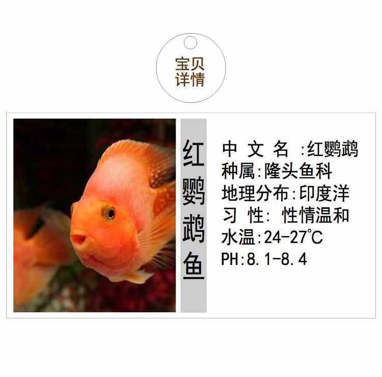 龍魚(yú)是哪里的魚(yú)種?。堲~(yú)是一種廣受歡迎的觀賞魚(yú)其原產(chǎn)地主要分布在亞洲等地）