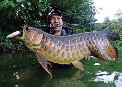 龍魚(yú)是哪里的魚(yú)種啊（龍魚(yú)是一種廣受歡迎的觀賞魚(yú)其原產(chǎn)地主要分布在亞洲等地）