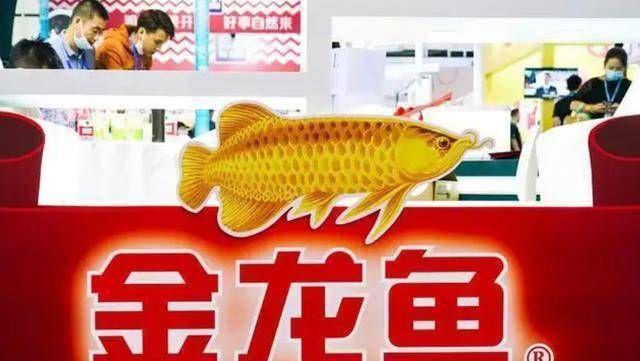 金龍魚為何跌跌不休（金龍魚股價下跌的原因） 龍魚百科 第5張