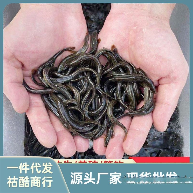 龍魚配合飼料好嗎怎么喂養(yǎng)（龍魚日常飲食搭配，龍魚飼料成分選擇指南,如何判斷龍魚飽食狀態(tài)）