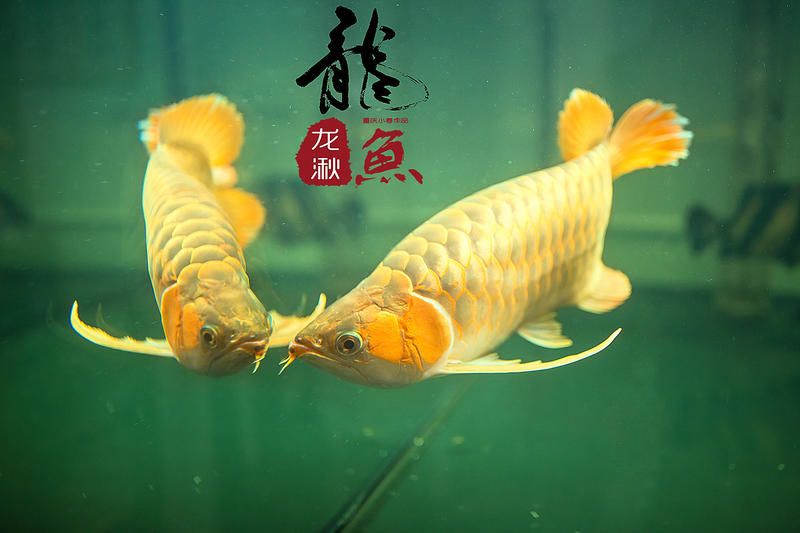 龍魚美圖（關(guān)于龍魚的美圖及相關(guān)信息）