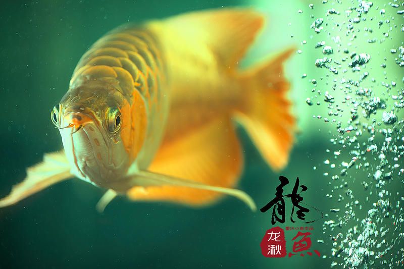 龍魚美圖（關(guān)于龍魚的美圖及相關(guān)信息）