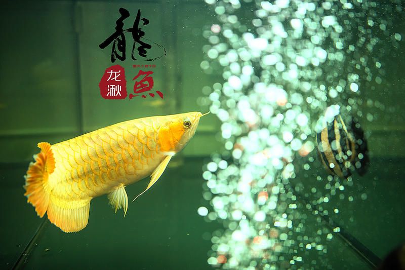 龍魚美圖（關(guān)于龍魚的美圖及相關(guān)信息）