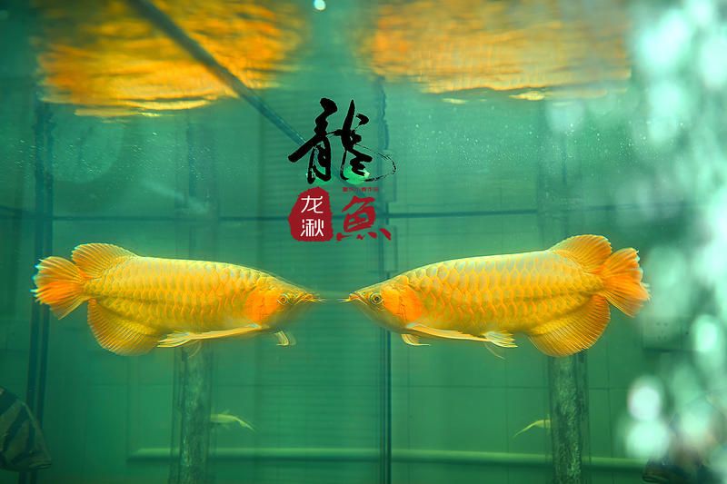 龍魚美圖（關(guān)于龍魚的美圖及相關(guān)信息） 龍魚百科 第4張