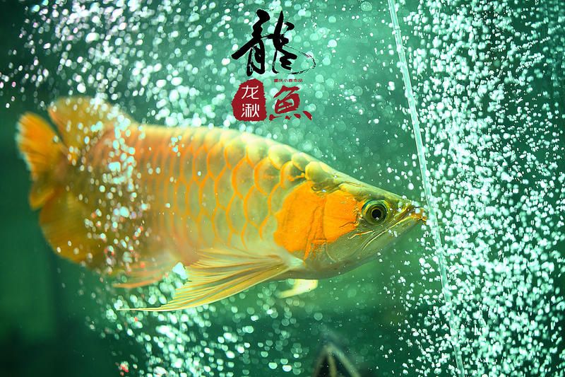 龍魚美圖（關(guān)于龍魚的美圖及相關(guān)信息） 龍魚百科 第5張