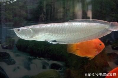 如何養(yǎng)銀龍魚最怕什么（養(yǎng)銀龍魚的方法和注意事項） 龍魚百科 第5張