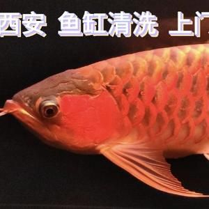 龍魚缸里養(yǎng)什么清潔魚（七彩清道夫魚的飼養(yǎng)技巧） 龍魚百科 第5張