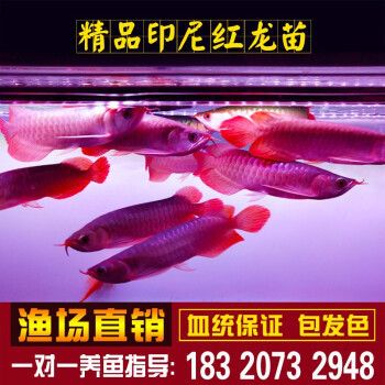 購買金龍魚苗違法嗎知乎（購買金龍魚苗是否違法） 龍魚百科 第5張