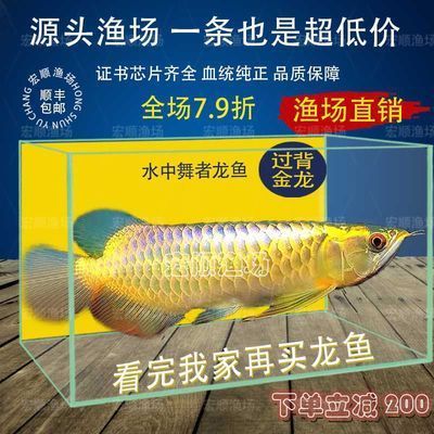 觀賞金龍魚活體魚苗批發(fā)（尋找觀賞金龍魚活體魚苗的批發(fā)信息時可以從以下幾個方面進行考慮）