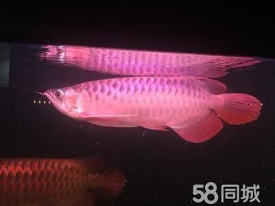 超血紅龍魚發(fā)色過程（如何通過飼養(yǎng)促進(jìn)龍魚發(fā)色）