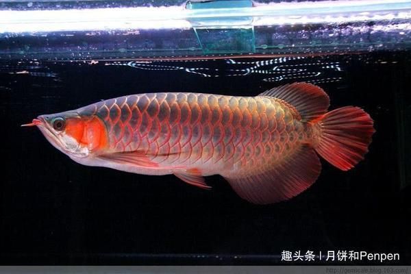 怎么挑選龍魚視頻 龍魚百科 第2張