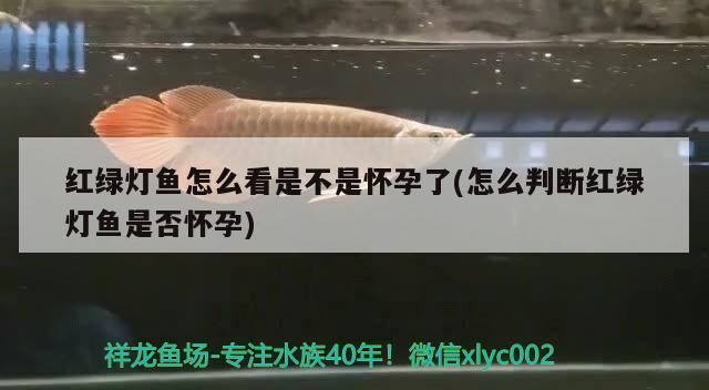 朱巴利魚繁殖后如何防止成魚攻擊幼魚？（如何保持魚缸水質(zhì)清潔，朱巴利魚群養(yǎng)的最佳數(shù)量）