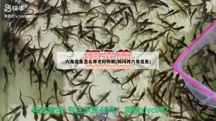 紅頭利魚繁殖后護(hù)理技巧（紅頭利魚繁殖后水質(zhì)管理要點(diǎn)） 龍魚百科 第4張